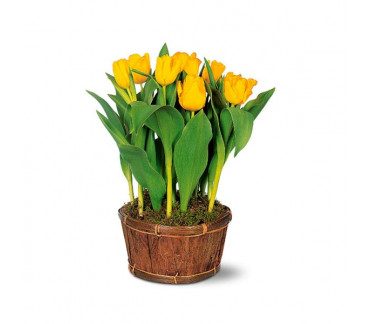 Potted Yellow Tulips